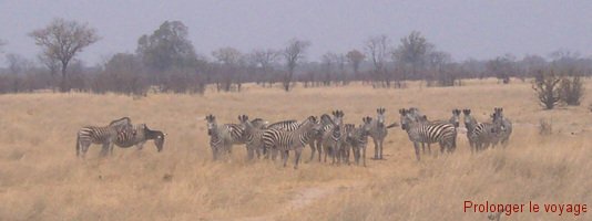 69-zebres-hwange