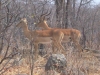 64-impalas-hwange