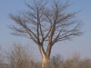 73-baobab-hwange